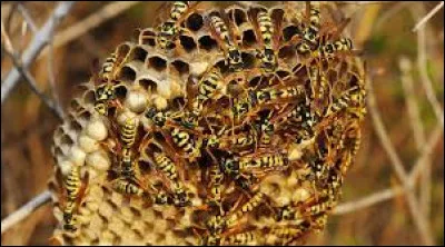 Si tu tombes sur une ruche ou un nid de guêpes, quelle est la meilleure attitude à adopter ?