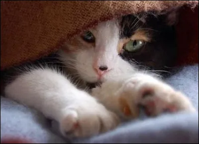 Veux-tu que ton fond d'écran comporte un animal ?