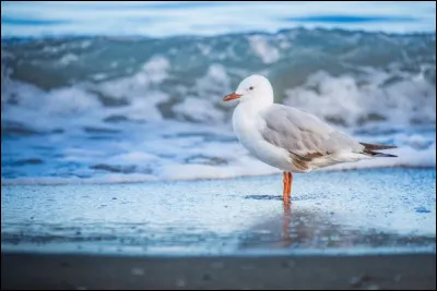 Différenciez-vous la mouette du goéland ?