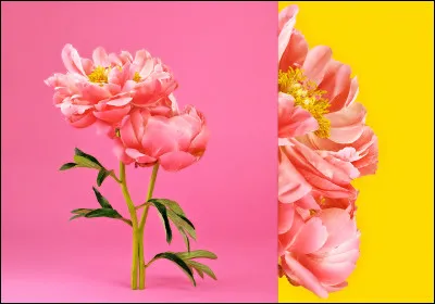 Quelle fleur correspond à ton état d'esprit ?