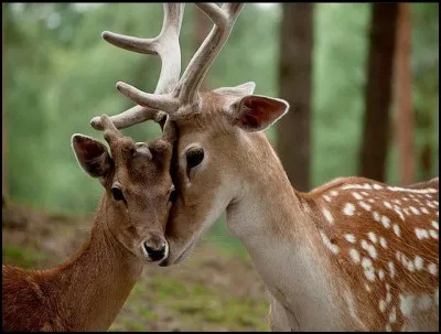 Quel est ton animal préféré ?