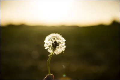 Si tu pouvais faire un vu :