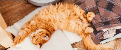 Les chats ont neuf ou sept vies en fonction de leur race.