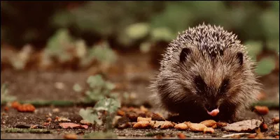 Le choupisson est le petit du hérisson.