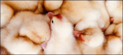 Il y a plus de poules que dhumains sur Terre.