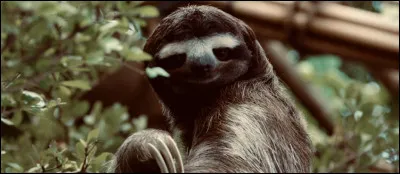 Le paresseux est lanimal qui dort le plus sur Terre.