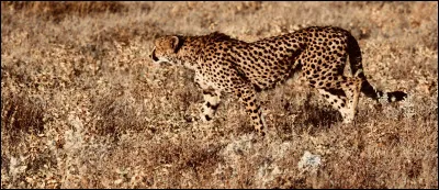 Le guépard est le seul félin qui na pas de griffes rétractables.