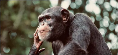 Le chimpanzé japonais se baigne dans des sources deau chaude pour se détendre.