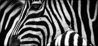 Les rayures du tigre et du zèbre sont uniques.