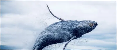 La baleine bleue est le plus grand des mammifères.