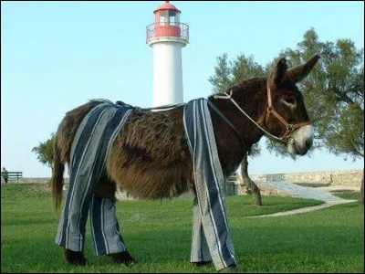 De quelle île, les ânes en culotte sont-ils emblématiques ?