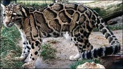 F&eacute;lin d'Asie du Sud-Est, il est le plus petit des grands f&eacute;lins !