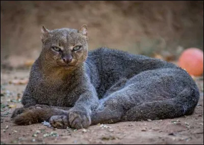 Lui aussi hante les for&ecirc;ts d'Am&eacute;rique du Sud !