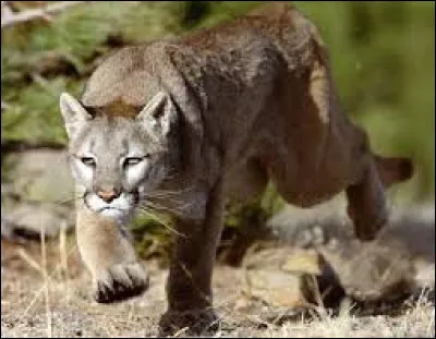 Il est le f&eacute;lin qui a la plus grande aire de r&eacute;partition au monde !