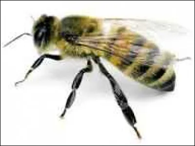 Avec quelle partie de son corps l'abeille peut-elle goûter ?