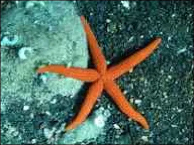 L'étoile de mer a un cerveau.