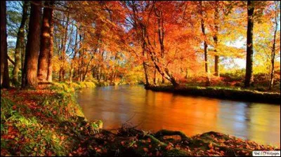Quel a été le dernier été sur le Fort des fameux tigres de "Fort Boyard" ?