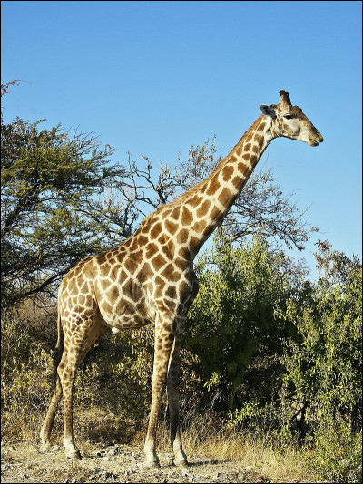 La girafe est un mammifère.