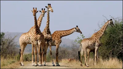 La girafe est-elle ovipare ou vivipare ?