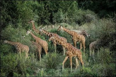 Combien de temps vit la girafe ?