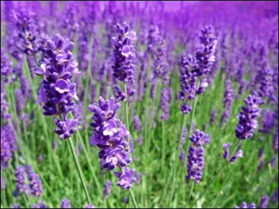 Quelle est cette couleur ?