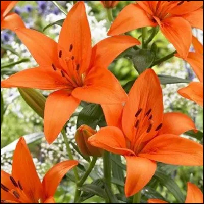 Quelle est cette couleur ?