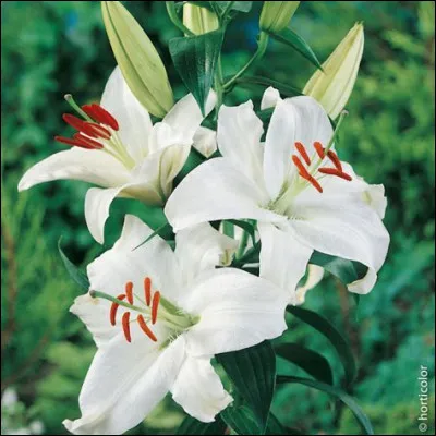 Quelle est cette couleur ?