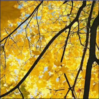 Quelle est la couleur des troncs des arbres ?