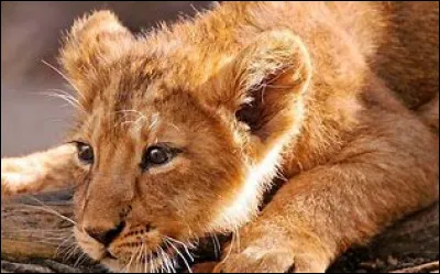 Comment s'appelle le bébé d'un lion ?