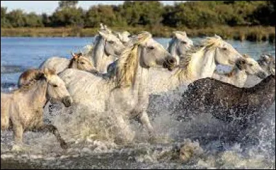 Un hippophile est passionné par...
