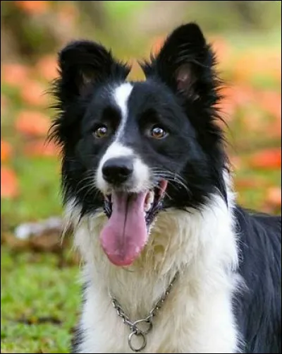 Animaux : 
Quelle est cette race de chien ?