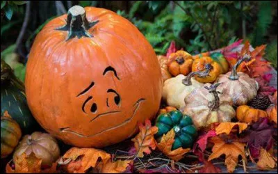 Lequel de ces termes désigne la citrouille d'Halloween ?