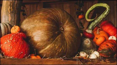 Le soir d'Halloween, que viennent demander les enfants aux habitants d'autres maisons ?