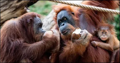 Laquelle de ces propositions ne désigne pas une espèce de singe ?