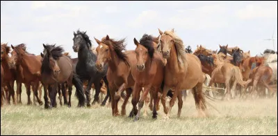 Et une personne qui aime les chevaux c'est :