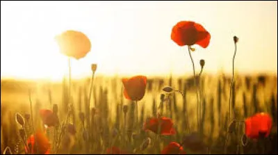 En quelle année est sorti le film "Cent Mille Dollars au soleil" de Henri Verneuil ?