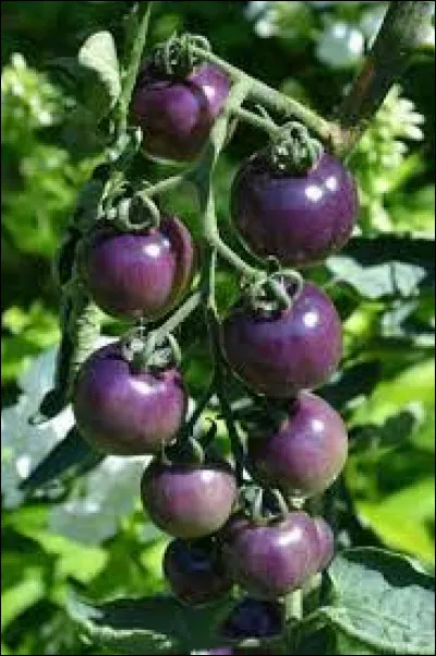 Quelle est la couleur de ce fruit ?