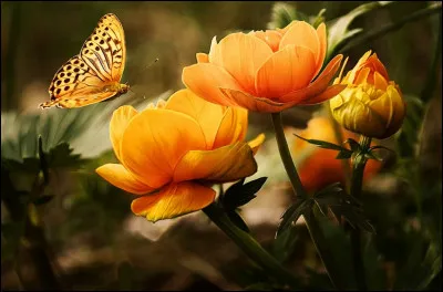 Comment se nomme l'appareil reproducteur femelle chez la fleur ?