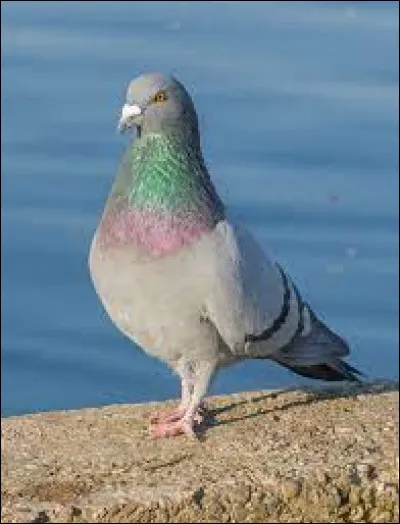 Comment dit-on "Le pigeon" ?