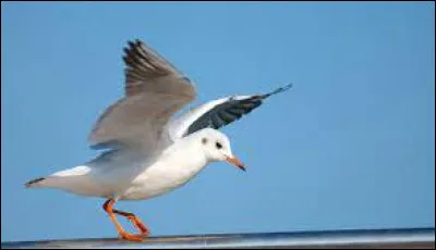 Comment dit-on "La mouette" ?