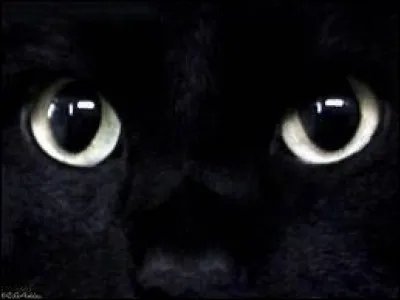 Comment dit-on "noir" ?