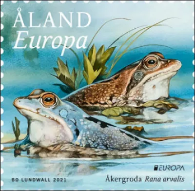 Îles Åland > Cette ravissante grenouille des champs est dite "oxyrhine" : qu'est-ce à dire ?