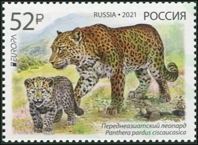 Russie > On connaît au moins un nuisible de ce pays que l'on pourrait aimer voir disparaître, mais ce n'est pas un félin...