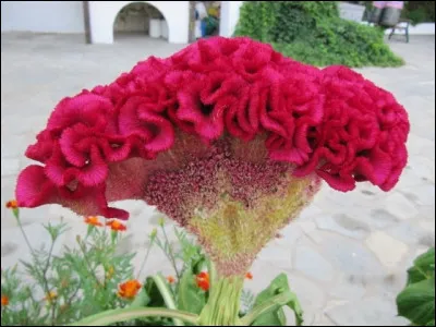 Et celle-là, quel est son nom ?