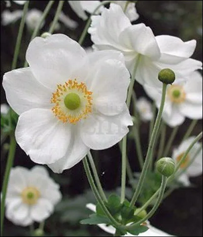 Quelle est cette fleur ?