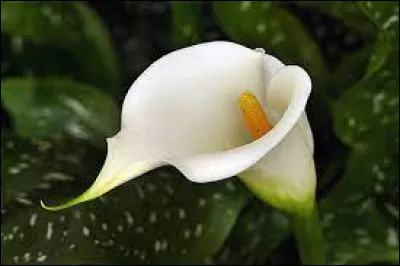 Et quelle est cette fleur ?