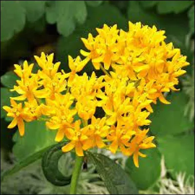 J'espère que tu ne triches pas. En tout cas, j'ai besoin d'aide pour nommer cette fleur. Peux-tu m'aider ?