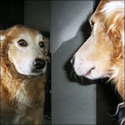 Quel oiseau capable de se reconna&icirc;tre dans un miroir jacasse ?