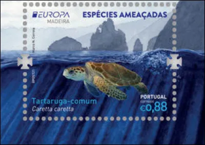 Madère > Franchement avec un nom pareil, homonyme d'un sport ultra-violent, je ne m'y fierais pas ! C'est la tortue ... (Complétez !)