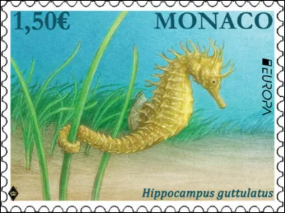 Monaco > cet "Hippocampus guttulatus" est appelé plus communément "moucheté" ou ... (Complétez !)